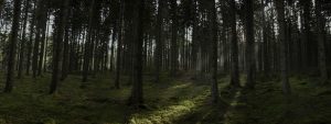 Lee más sobre el artículo Selva Negra – Un bosque de cuento en el centro de Europa