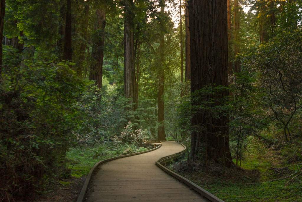 Muir Woods National Park