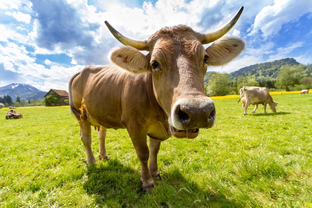 Swiss cow