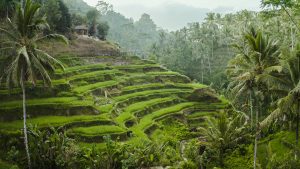 Lee más sobre el artículo Súper Guía definitiva de Bali, Indonesia.<p>Itinerario y consejos.